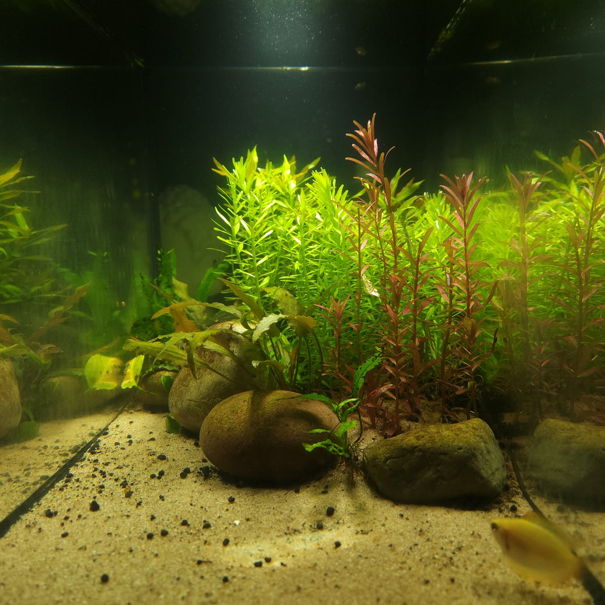 5 Gallon All In One Kit