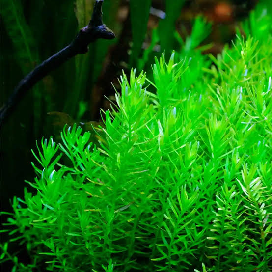 plant bundle