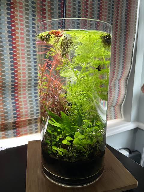 all in one shrimp jar