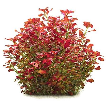 plant bundle