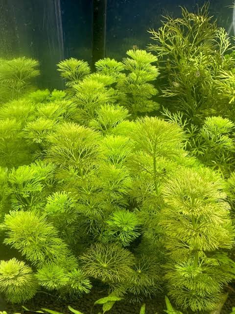 plant bundle