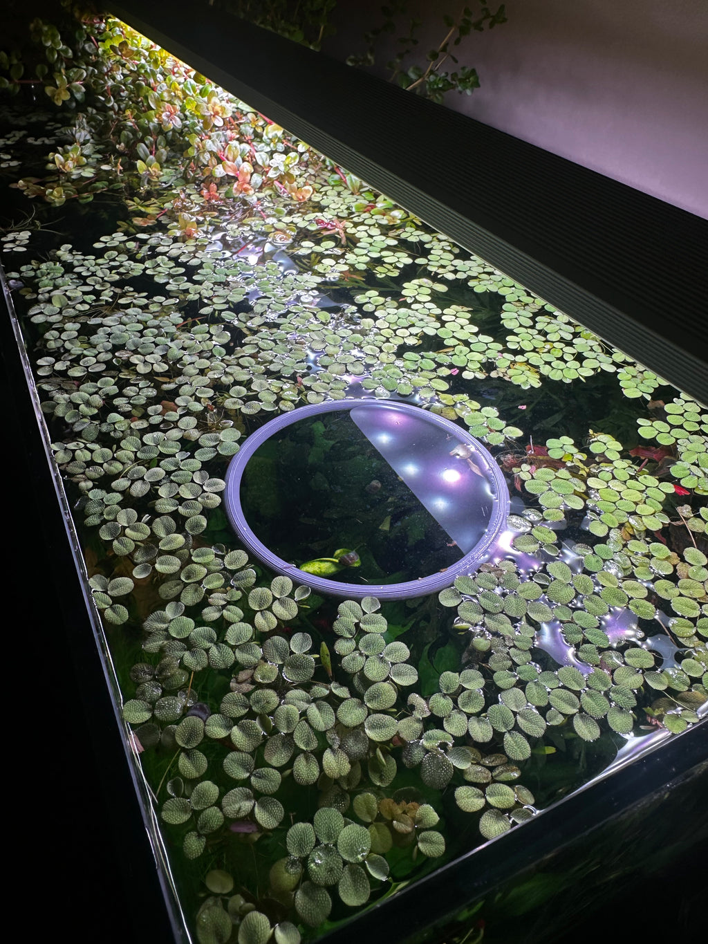 Aquarium floating rings variety pack