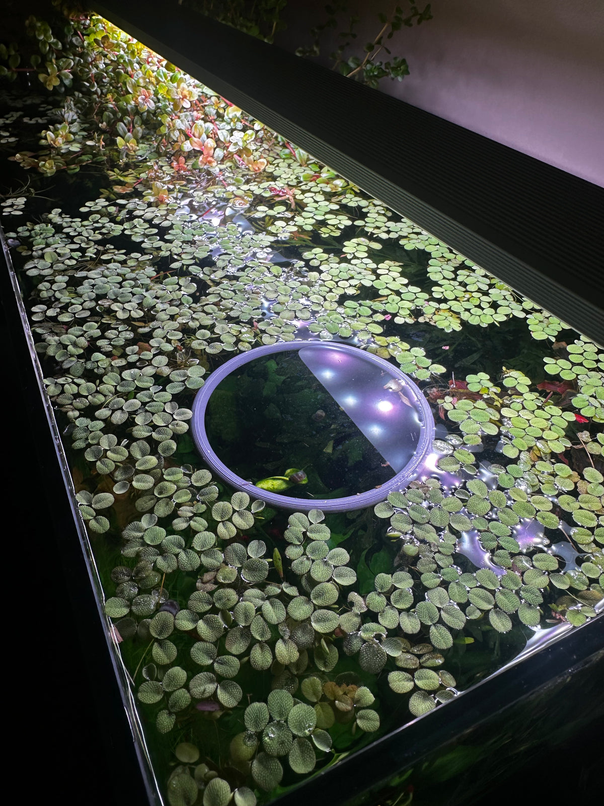 Aquarium floating rings variety pack