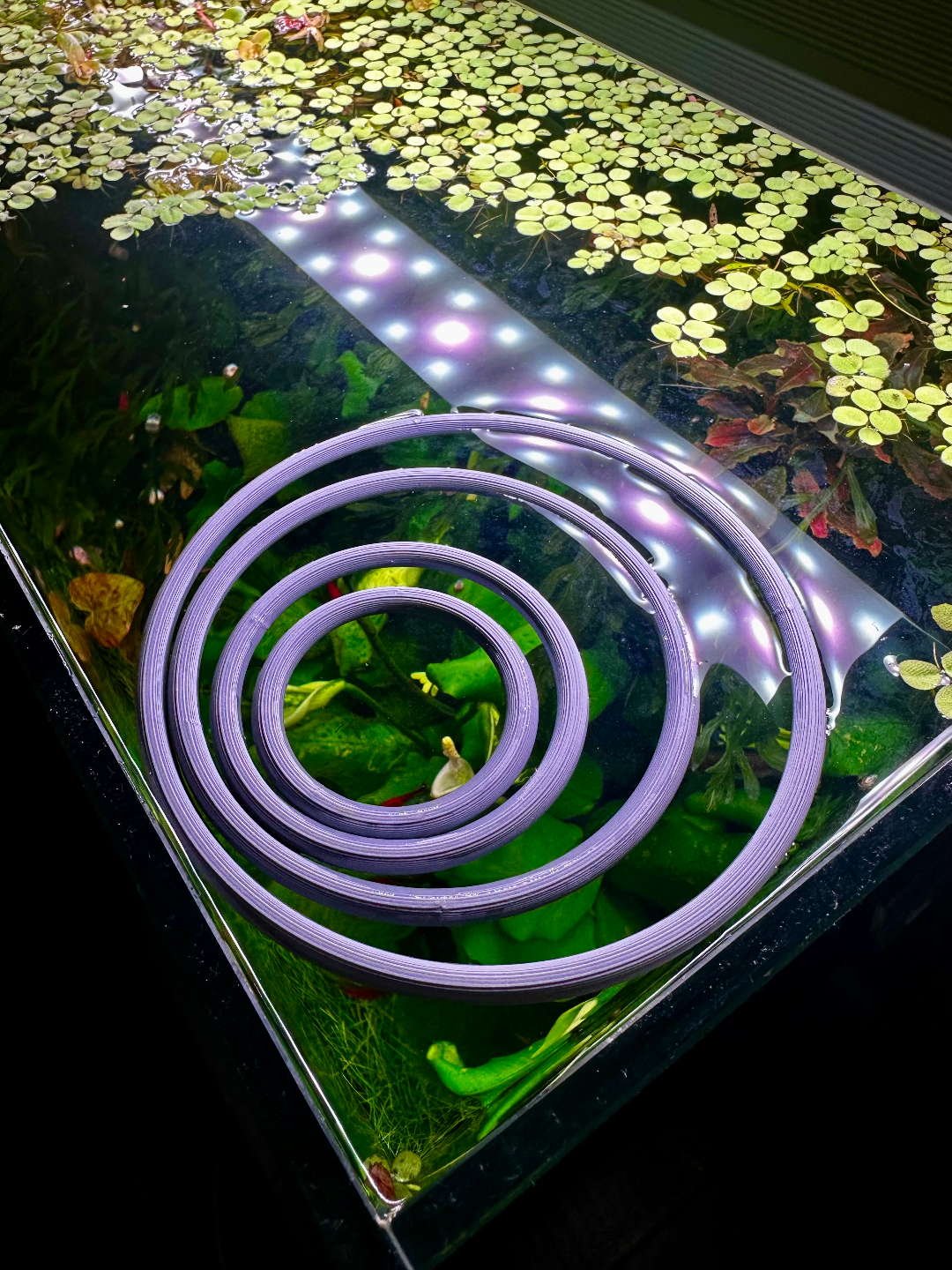 Aquarium floating rings variety pack