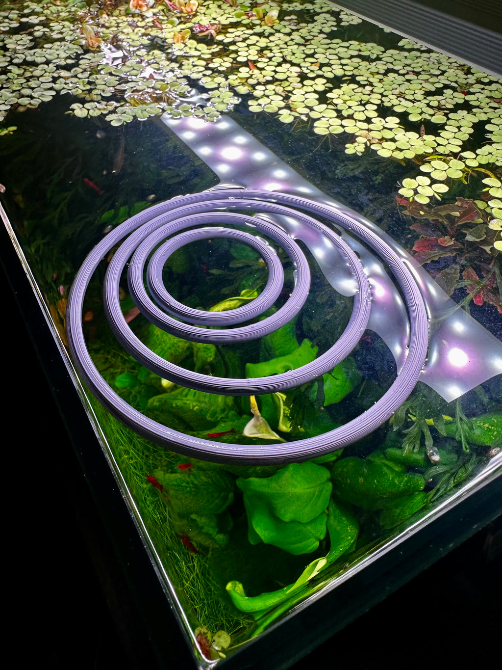 Aquarium floating rings variety pack