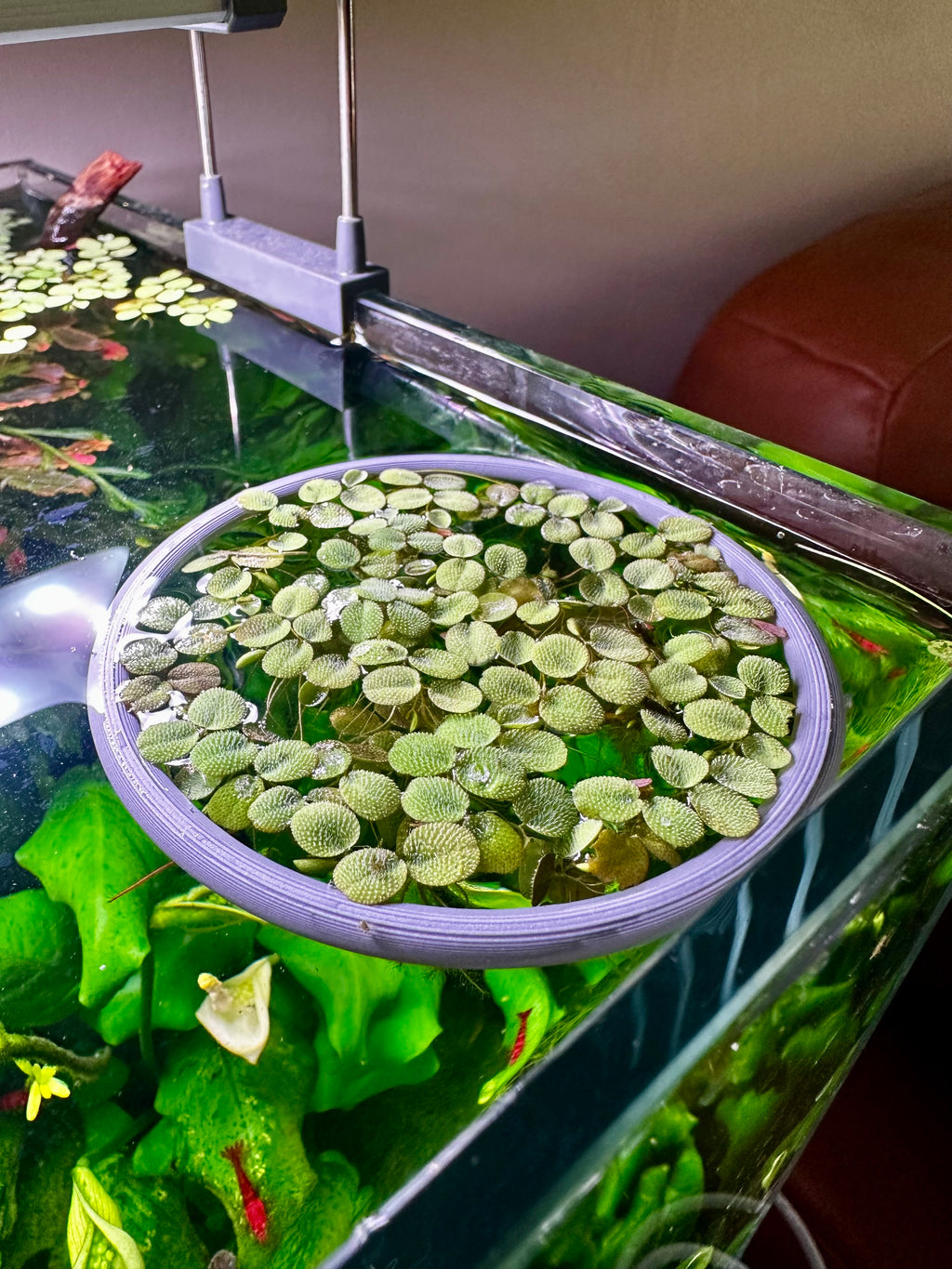 Aquarium floating rings variety pack