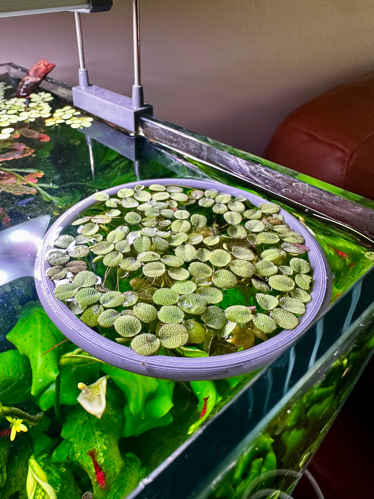 Aquarium floating rings variety pack