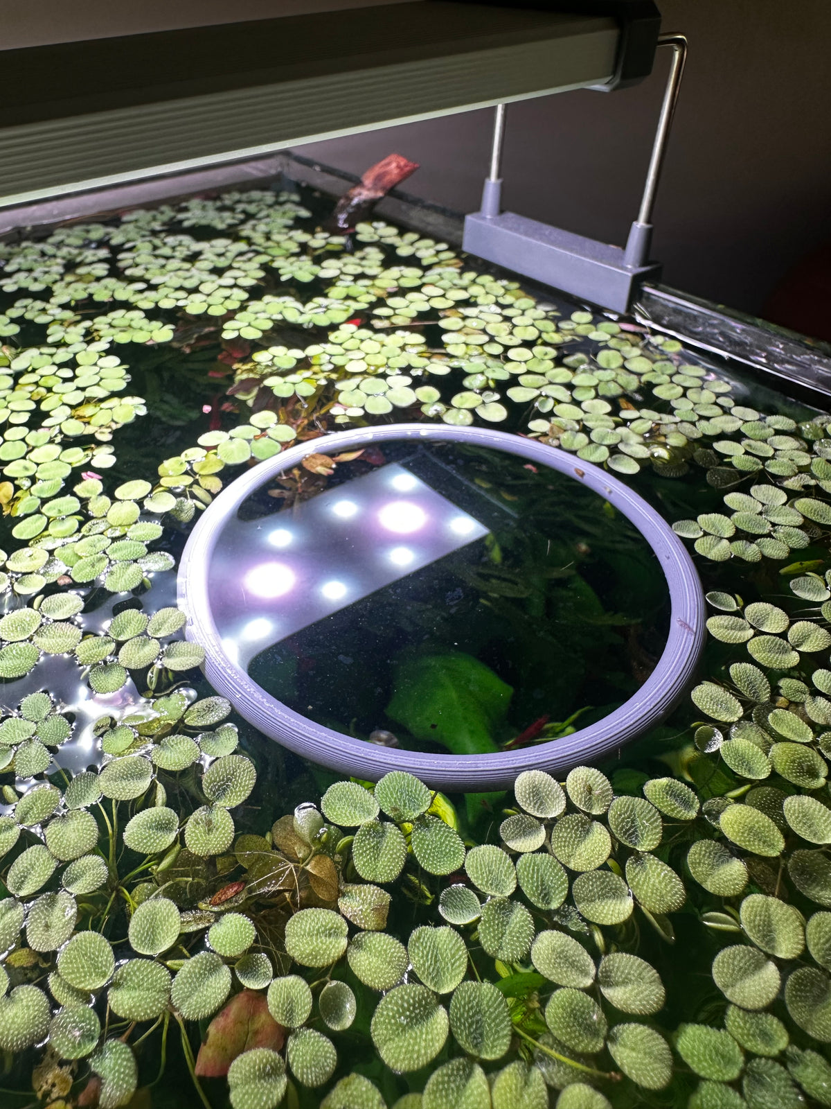 Aquarium floating rings variety pack